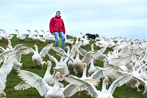 free range geese