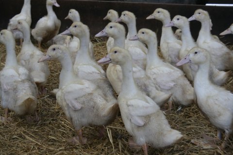 farm fresh ducks