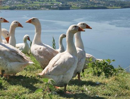 geese at east ferry free range poultry farm Ireland