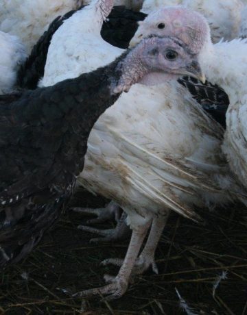 turkey2