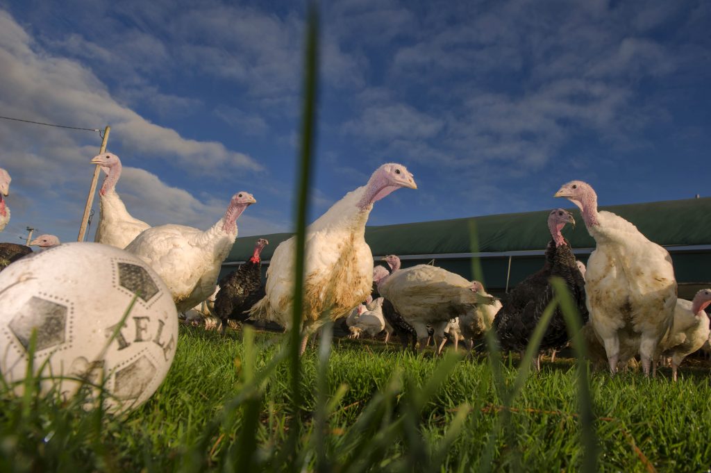 Provision 251114 Bronze and white free range turkeys on Robbie Fitzsimmons' farm, East Ferry, Midelton, Co. Cork (Pic Michael Mac Sweeney/Provision)