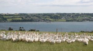 irish free range produce