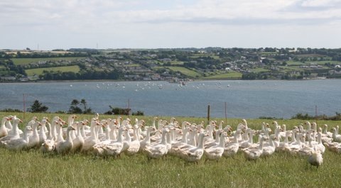 irish free range produce