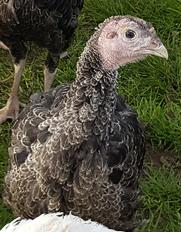 free range bronze turkeys order for christmas