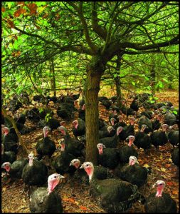 free range bronze turkeys