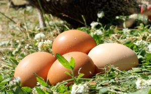 free range eggs ireland