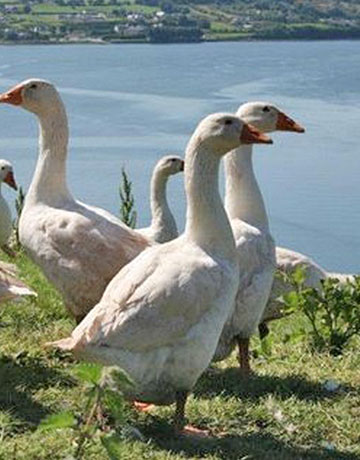 free range geese