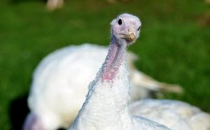 white turkey